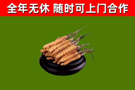 金华回收冬虫夏草